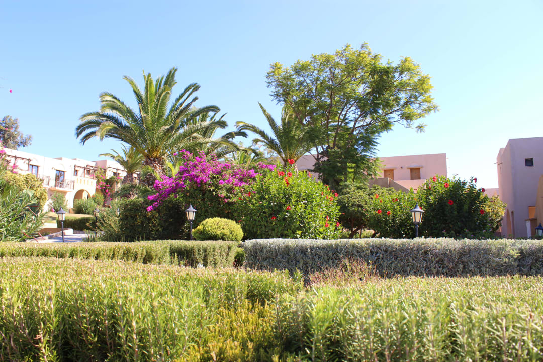 Pflanzen Porto Bello Beach