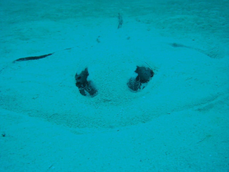 Stingray Eri Maldives