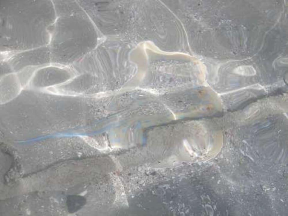 Blaupunktrochen am Strand Steigenberger Coraya Beach - Adults only