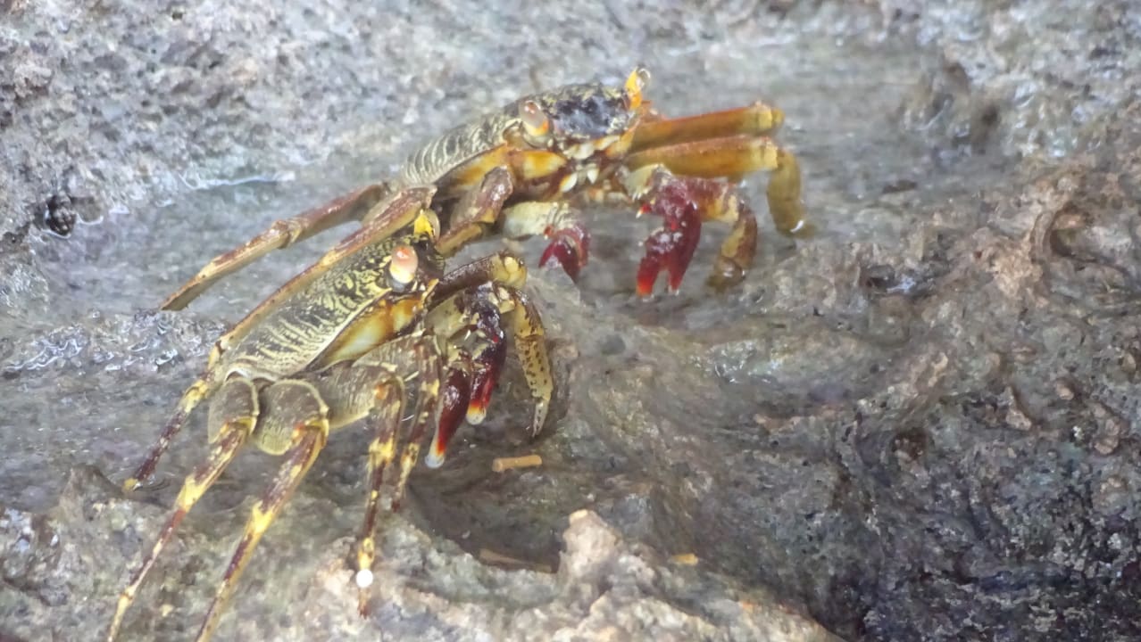 Sport & Freizeit Swisstouch Oriental Resort Marsa Alam