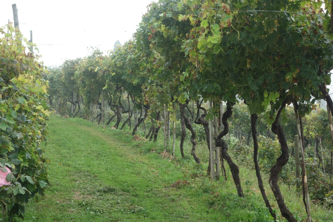 The vineyard Gästehaus Fratelli Vogadori