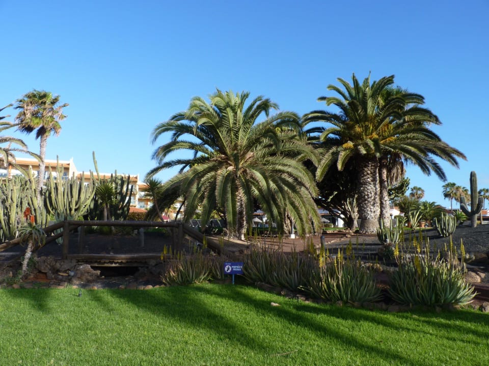 Hotelowy ogród Barceló Fuerteventura Castillo