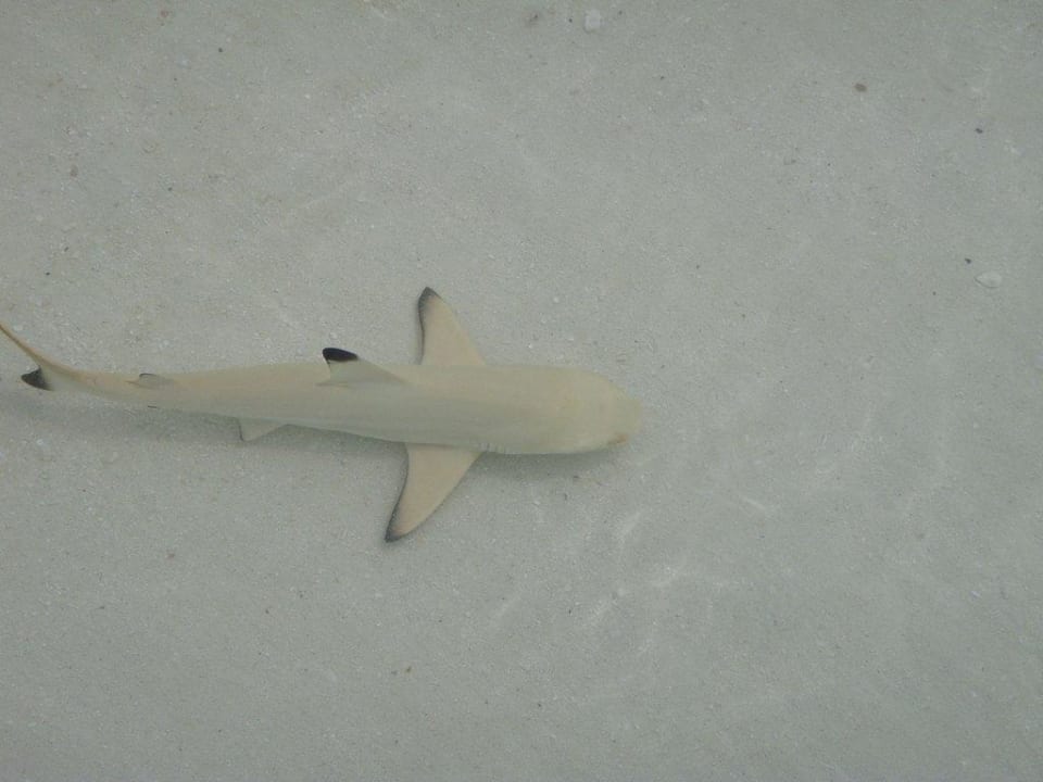 Haie am Strand Kuramathi Maldives