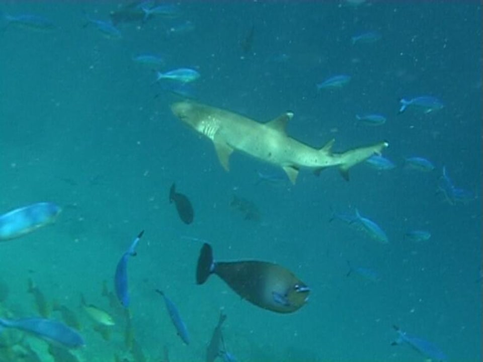 Weißflossen-Riffhai Adaaran Club Rannalhi - All Inclusive