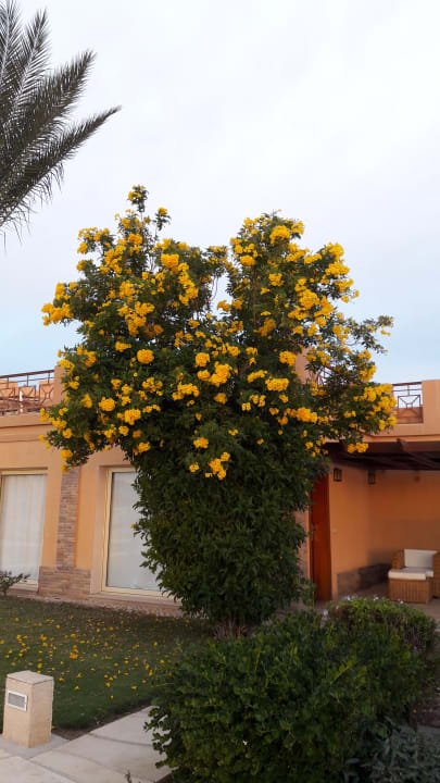 Garten Shams Prestige Abu Soma-Adults Only