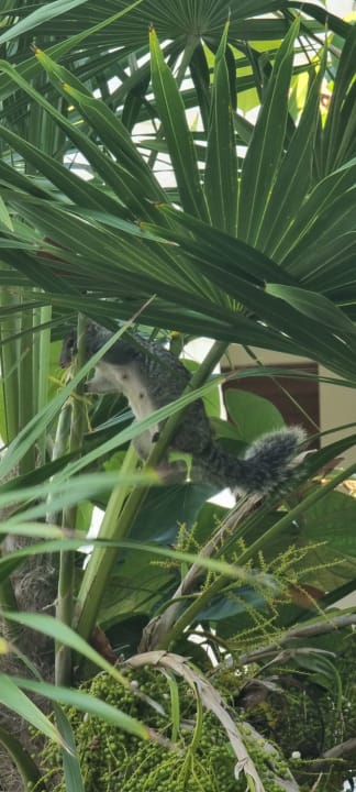 Gartenanlage Akumal Bay Beach & Wellness Resort