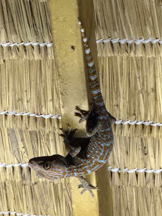 Lobby Cardamom Tented Camp