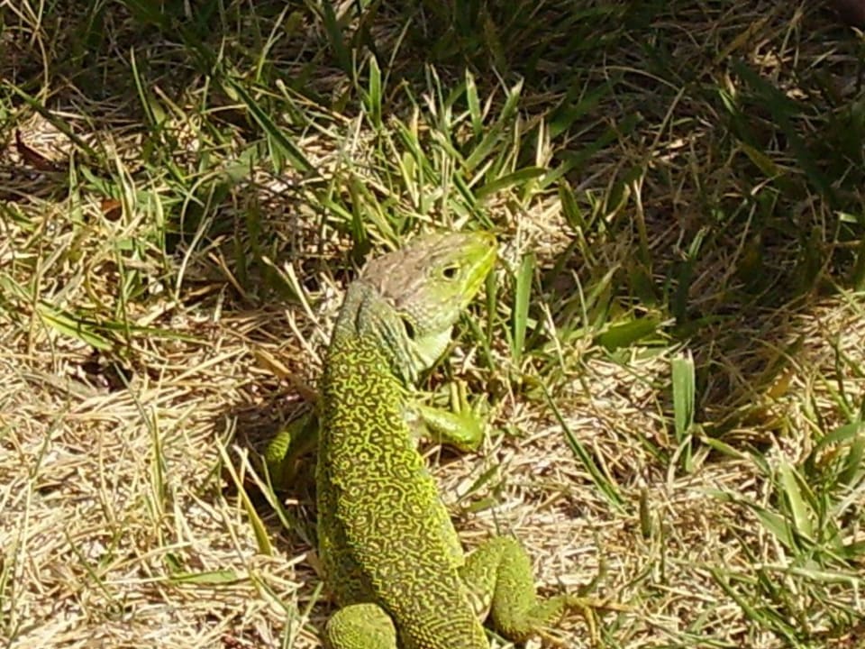 Besucher im Garten Hipotels Barrosa Garden