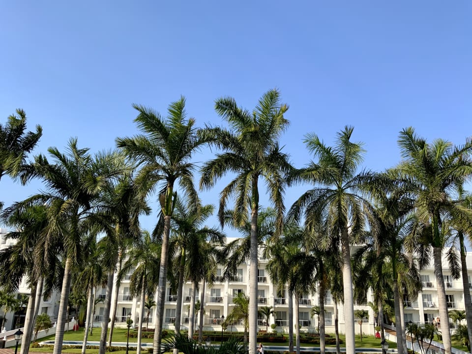 Gartenanlage Hotel Riu Palace Riviera Maya
