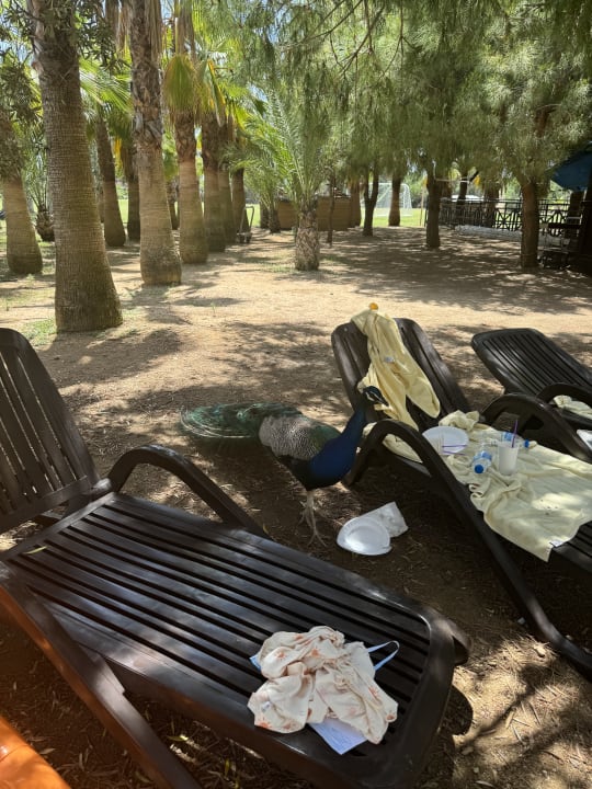 Pool Seaden Sea World Resort & Spa