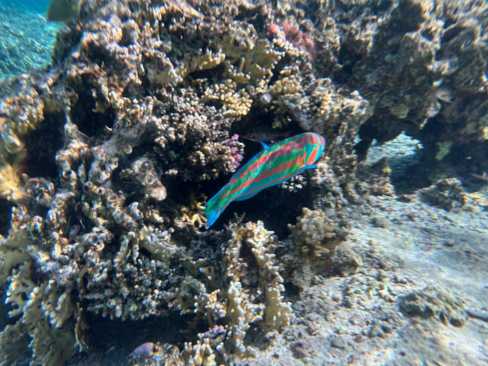 Sport & Freizeit Solymar Reef Marsa