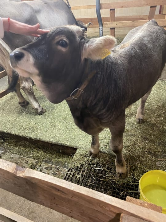 Sonstiges Bauernhof Fergl's Hof