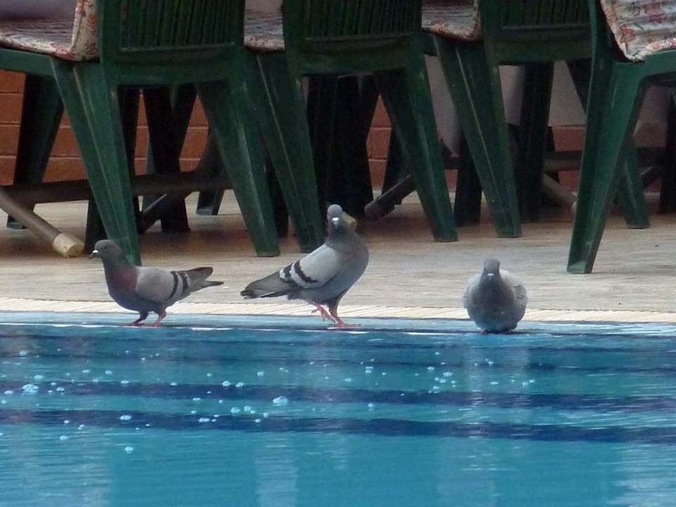 Pool mit Tauben Hotel Harran