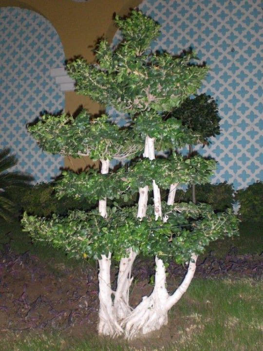 Ein Bonsai Royal Holiday Palace