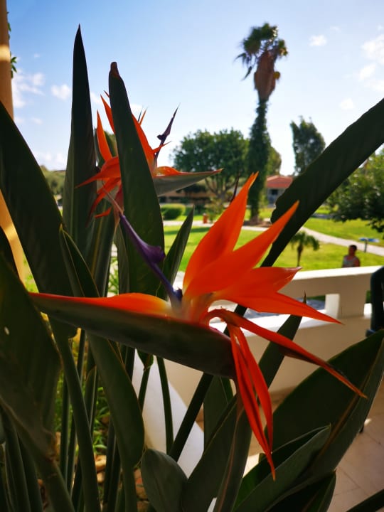 Gartenanlage Atlantis Hotel
