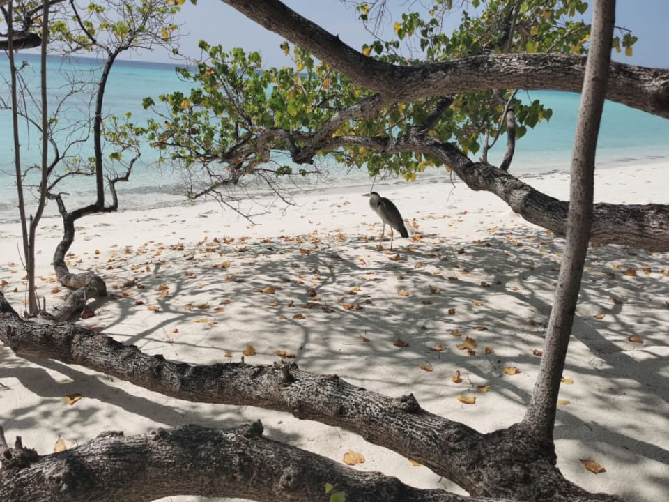 Strand Summer Island Maldives