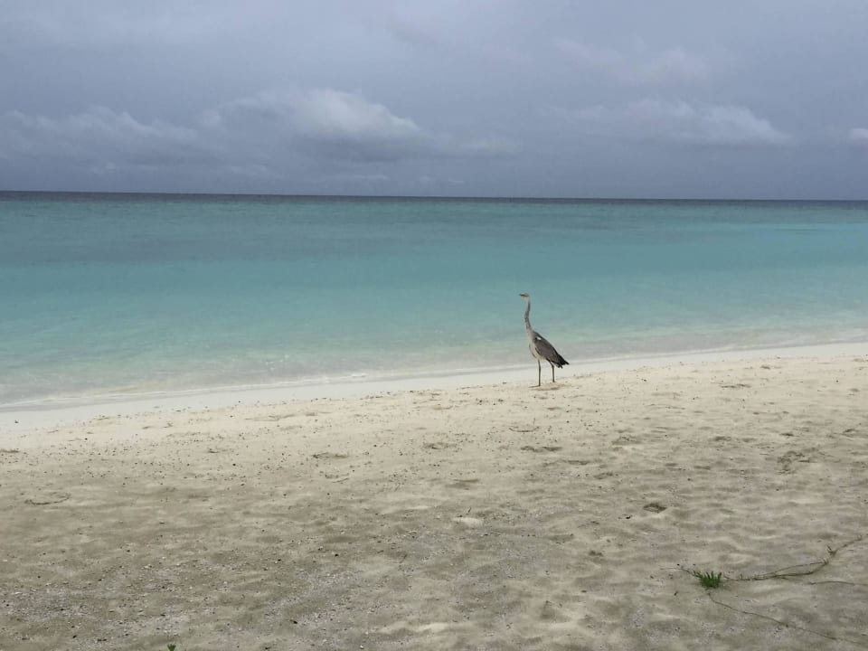 Meer  am Haupstrand von Velugandu Veligandu Maldives Resort Island