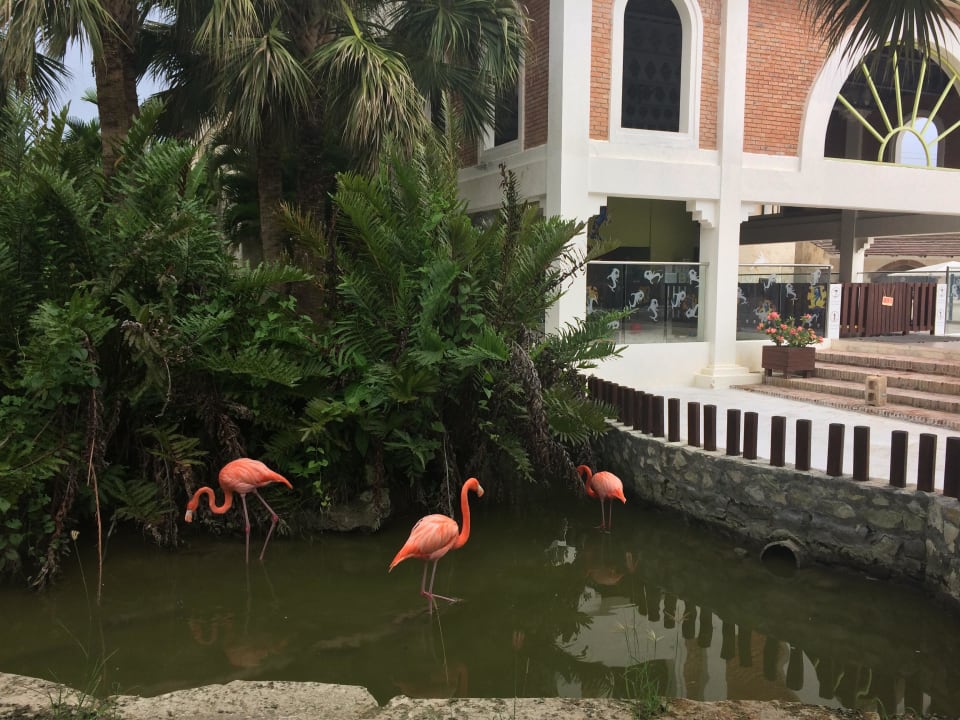 Flamingos Villas Bavaro Resort & Spa