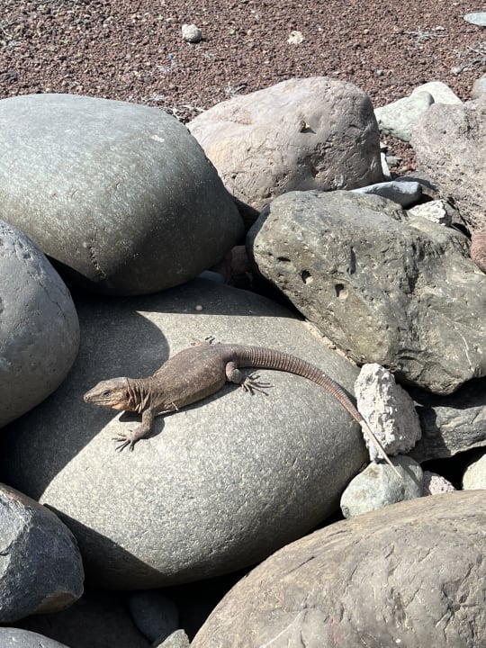 Strand Hotel Riu Palace Oasis