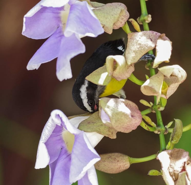 Zuckervogel Hotel Viva Dominicus Palace by Wyndham-All Inclusive Resort