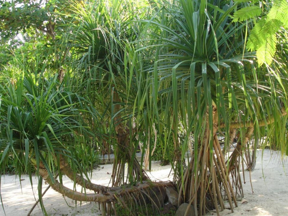 auf Sand gewachsen?! Hotel Vila Ombak