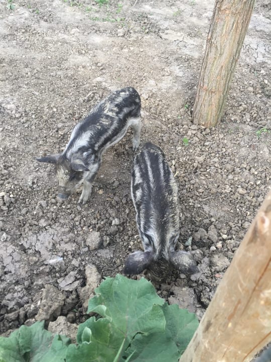 Frischlinge Mangalitzaschweine Hotel Reiters Supreme