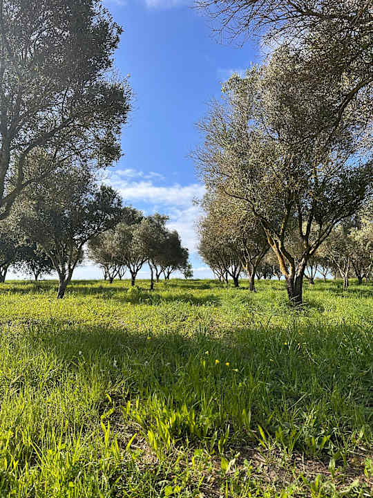 Gartenanlage ROBINSON QUINTA DA RIA