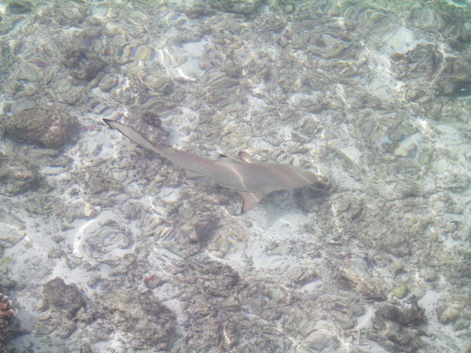 Hai am Wasserbungalow 834 Cinnamon Dhonveli Maldives