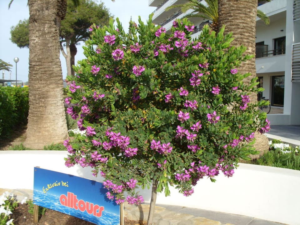 Der Eingangsbereich vom Hotel allsun Hotel Bahia del Este