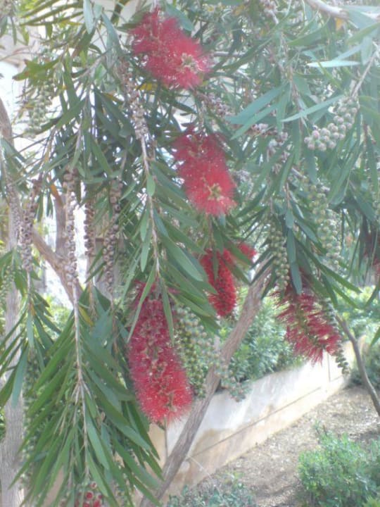 Blick von Zimmer Nr.22(EG) allsun Hotel Bahia del Este