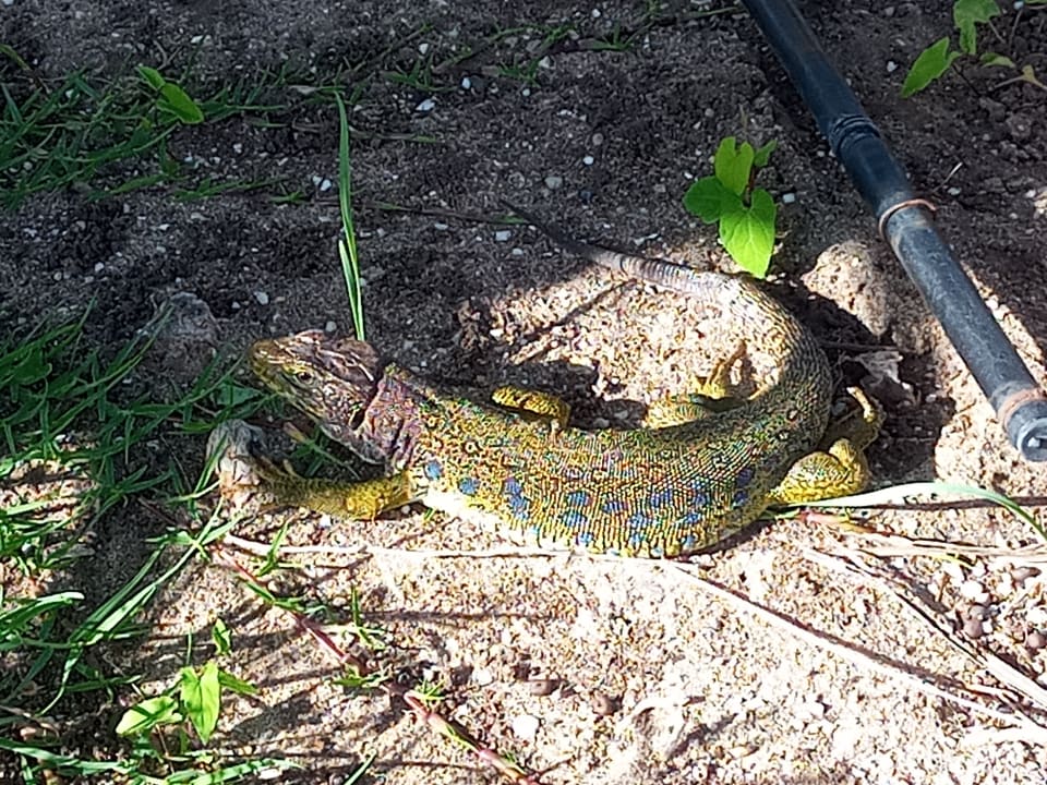 Gartenanlage Hotel Playa de la Luz