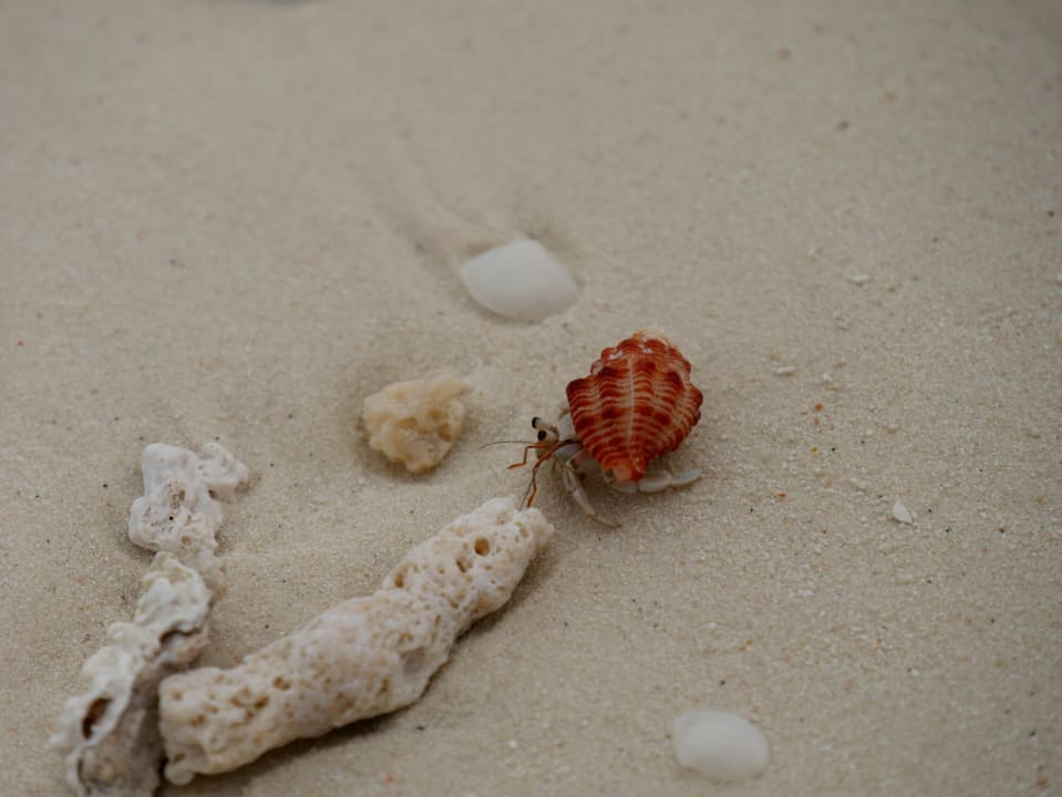 Strand Adaaran Select Meedhupparu Island Resort - Premium All Inclusive