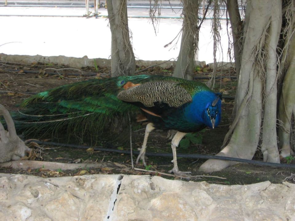 Laufen frei herum... JA Beach Hotel