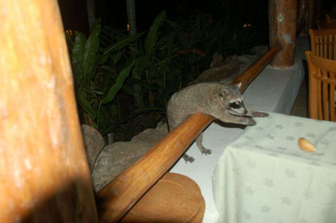 Waschbär bei der Arbeit Hotel Las Palapas