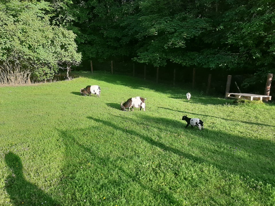 Gartenanlage Pension Irlingerhof