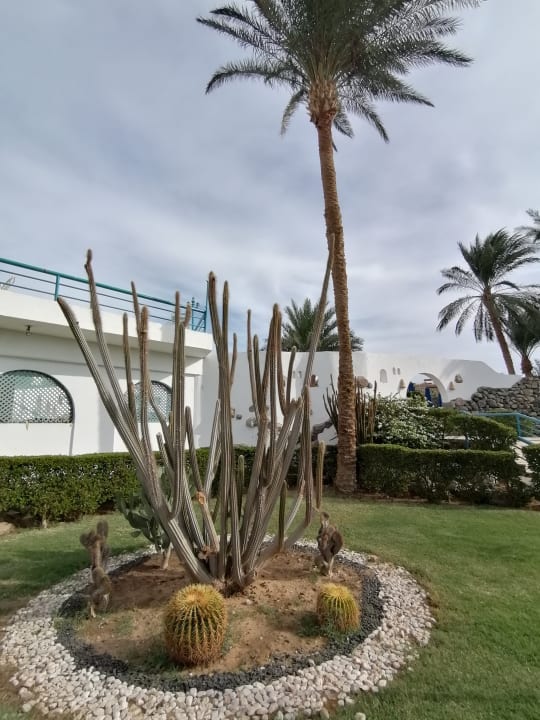 Gartenanlage Shams Safaga Resort