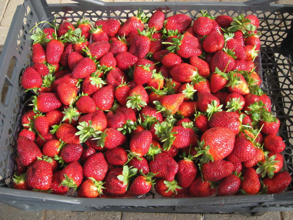 Erdbeeren im März Papillon Belvil