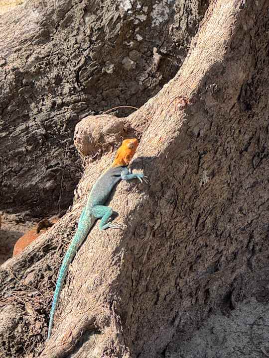 Strand Hotel Diani Sea Lodge