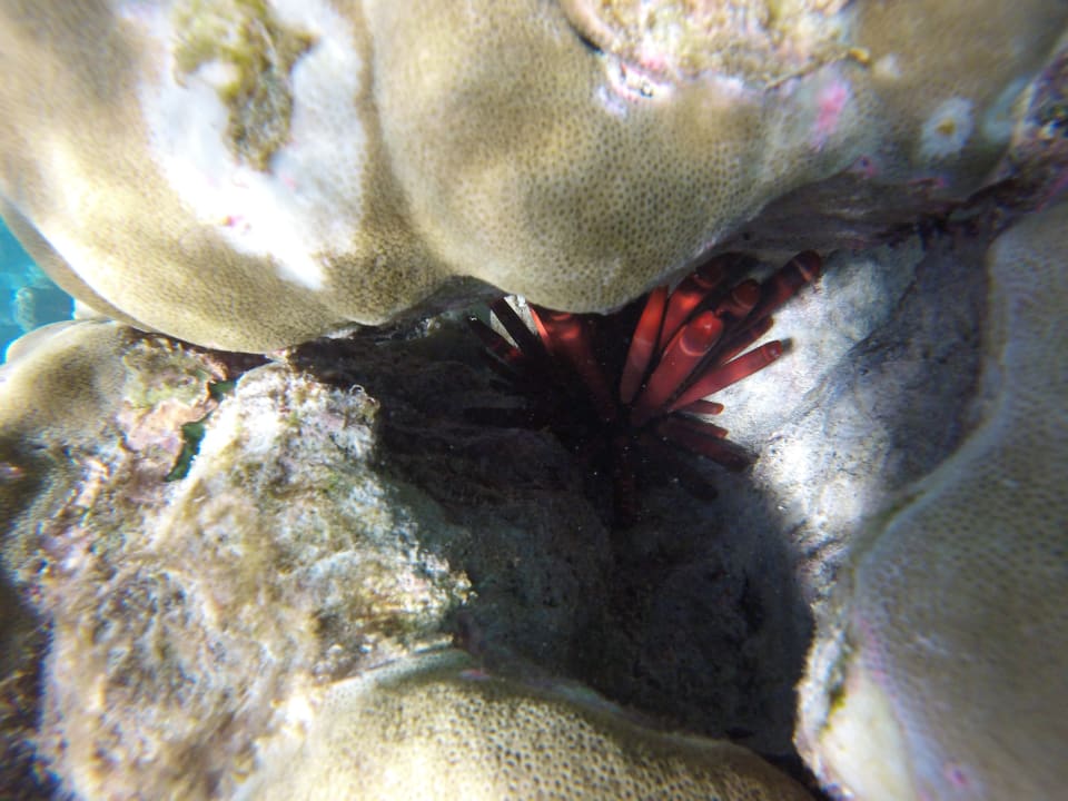 Sport & Freizeit Adaaran Select Meedhupparu Island Resort - Premium All Inclusive