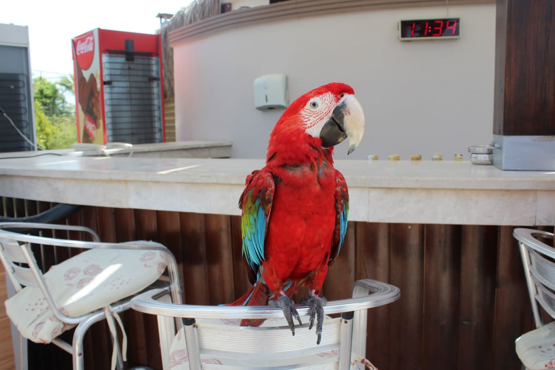 Gast an der Snackbar Saturn Palace Resort Hotel