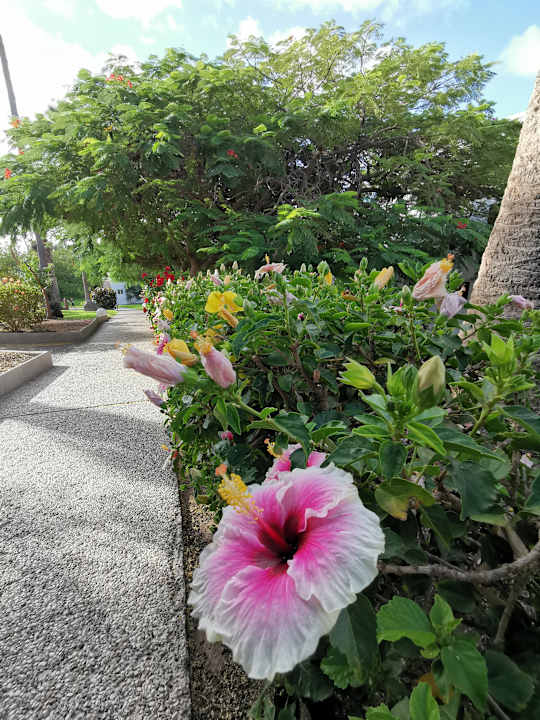 Gartenanlage allsun App.-Hotel Esquinzo Beach