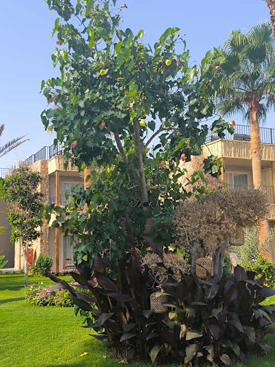 Sonstiges ananea Hurghada