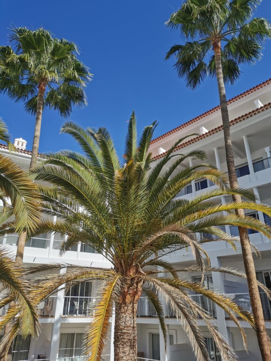 Gartenanlage Hotel Riu Arecas - Adults only