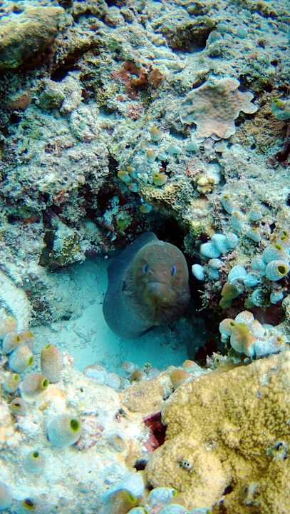 Sonstiges Vilamendhoo Island Resort & Spa