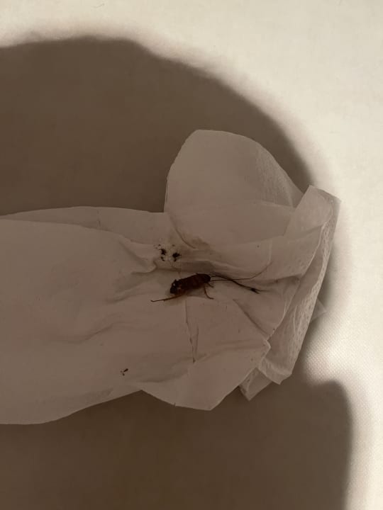 Zimmer TUI MAGIC LIFE Penelope Beach