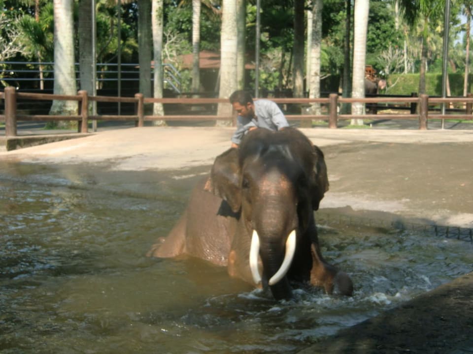 2 die zusammengehören Elephant Safari Park Lodge