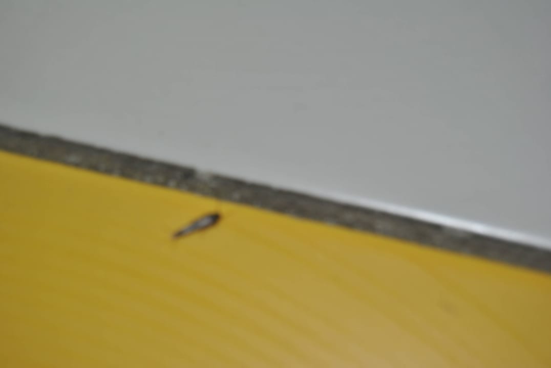 Silberfische Hotel Garni Rambousek