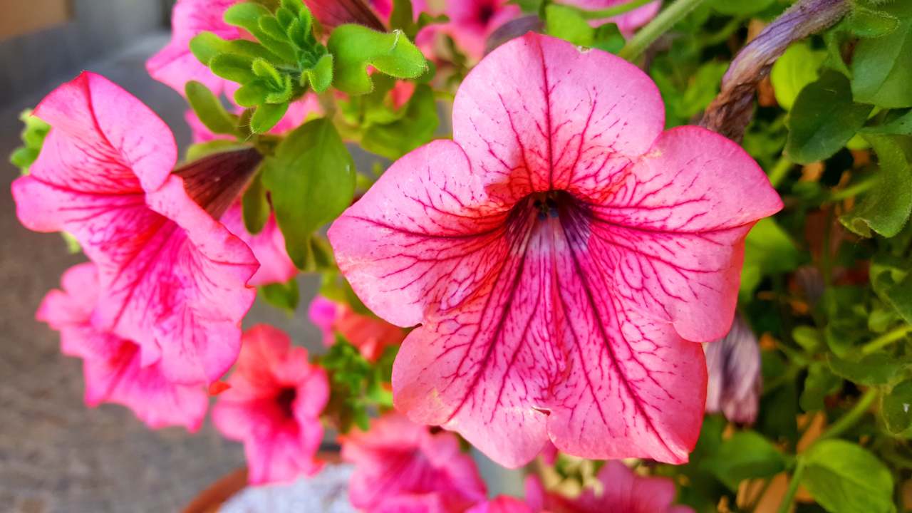 Sonstiges Hotel Agriturismo La Regibussa