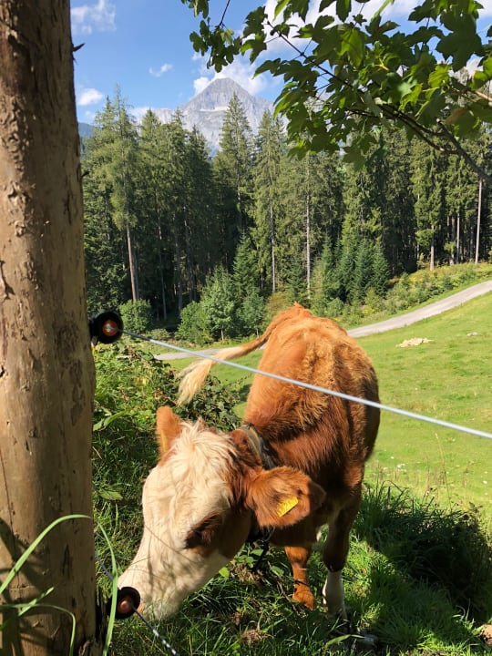 Sonstiges Chalets Almidylle