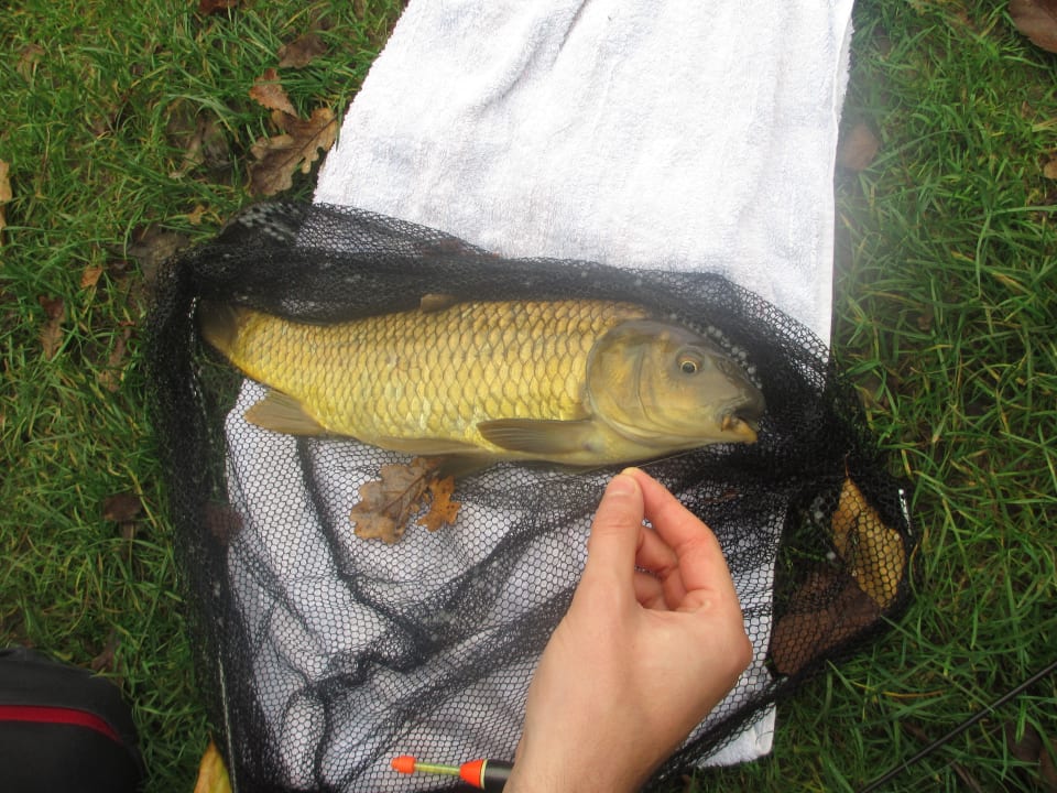 Karpfen Ferienpark Landal De Lommerbergen